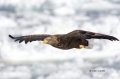 White-tailed_Eagle